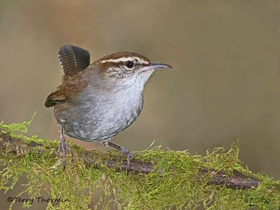 Bewicks Wren 19b.jpg