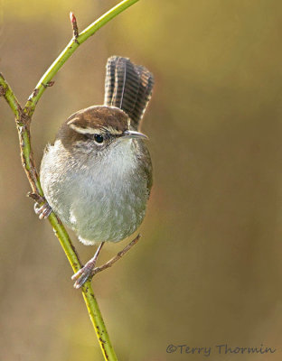 Bewicks Wren 20b.jpg