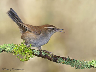 Bewicks Wren 21b.jpg