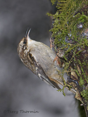 Brown Creeper 6c.jpg