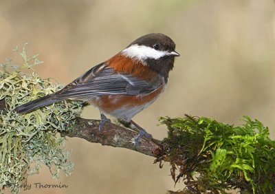 Chestnut-backed Chickadee 14d.jpg