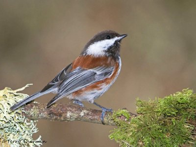 Chestnut-backed Chickadee 23d.jpg