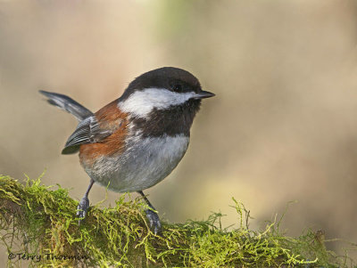 Chestnut-backed Chickadee 25b.jpg