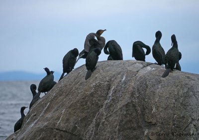 Double-crested and Pelagic Cormorants 4b.jpg