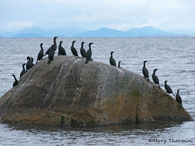 Double-crested and Pelagic Cormorants 6b.jpg