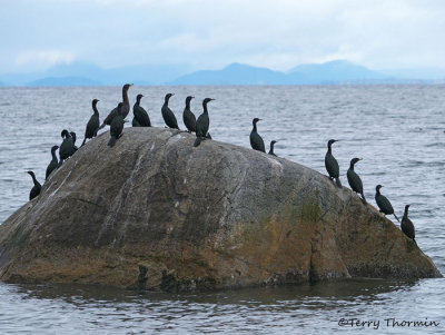 Pelicans and Cormorants