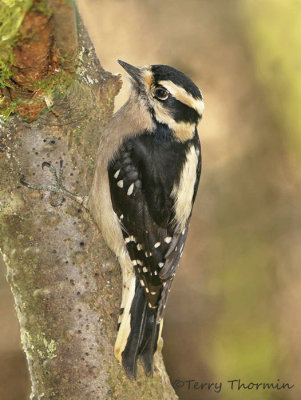 Woodpeckers