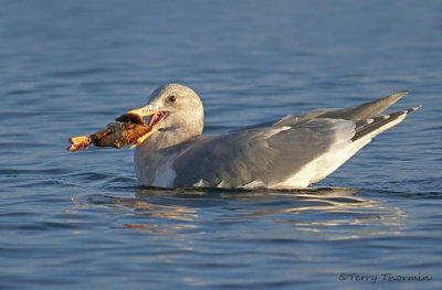 Glaucous-winged Gull with crab 3b.jpg