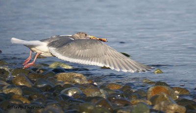 Glaucous-winged Gull with crab in flight 1b.jpg