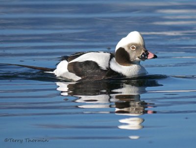 Long-tailed Duck 31b.jpg