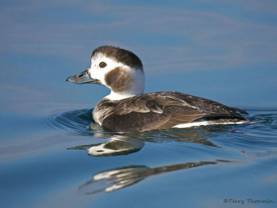 Long-tailed Duck juvenile female 3b.jpg