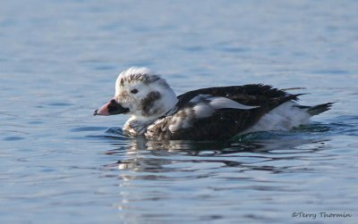 Long-tailed Duck juvenile male moulting 1b.jpg