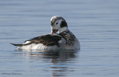 Long-tailed Duck juvenile male preening 5b.jpg