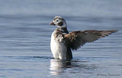 Long-tailed Duck juvenile male wing-flapping 3b.jpg