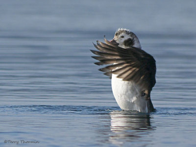 Long-tailed Duck juvenile male wing-flapping 4b.jpg