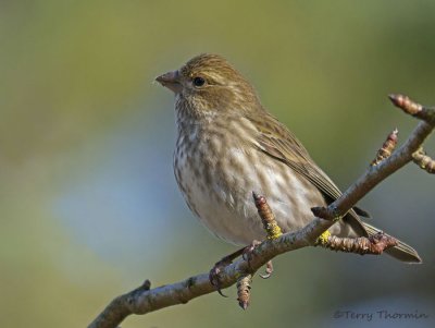 Finches