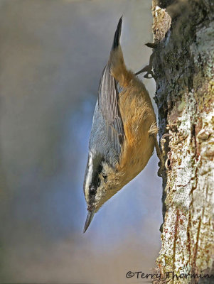 Red-breasted Nuthatch 21c.jpg