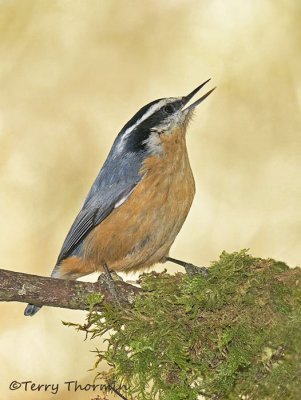 Red-breasted Nuthatch 24c.jpg