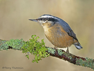 Chickadees and Nuthatches