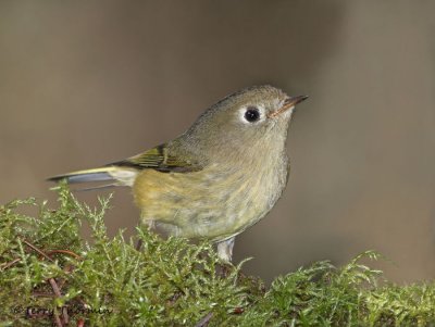 Kinglets