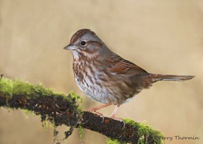 Song Sparrow 28b.jpg