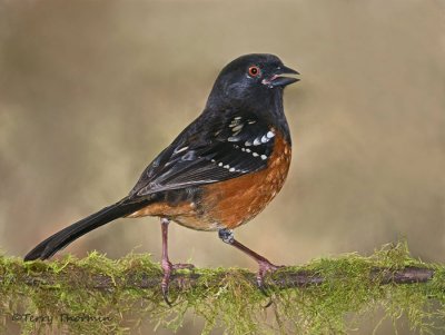 Sparrows, Towhees and Longspurs