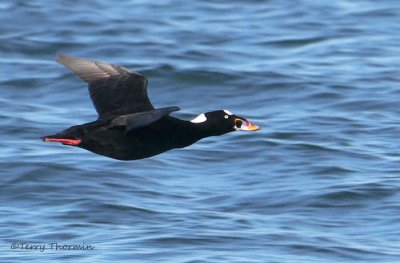 Surf Scoter in flight 3b.jpg