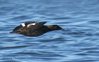 White-winged Scoter female in flight 1b.jpg