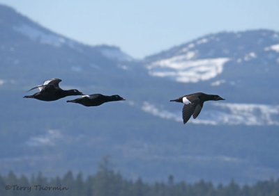 White-winged Scoters in flight 1b.jpg