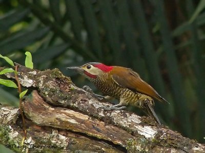 Golden-olive Woodpecker 31a.JPG