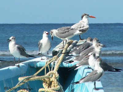 Royal Tern and Laughing Gulls 2b.jpg