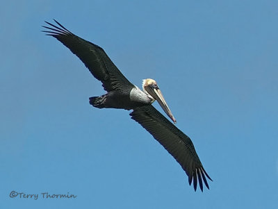 Brown Pelican 2b.jpg