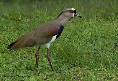 Southern Lapwing 1b.jpg