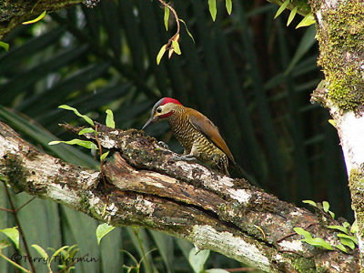 Golden-olive Woodpecker.JPG