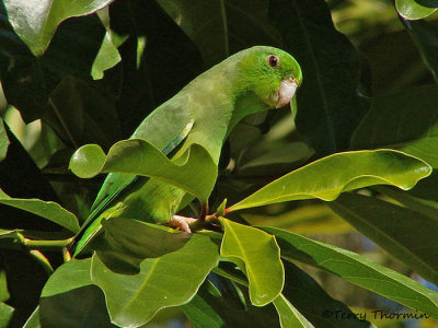 Green-rumped Parrotlet.JPG