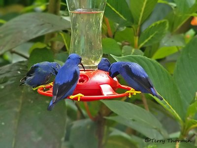 Purple Honeycreepers 1.JPG