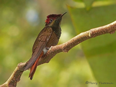 Ruby Topaz Hummingbird 1.JPG