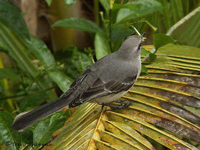 Tropical Mockingbird 1.JPG