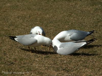 Ring-billed Gulls courting 1.jpg