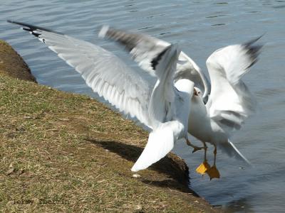 Ring-billed Gulls fighting 1.jpg