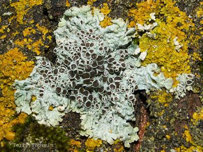 Lecanora circumpborealis - Rim lichen 2.jpg