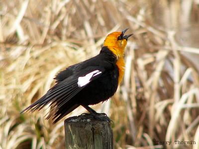 Yellow-headed Blackbird 1a.jpg