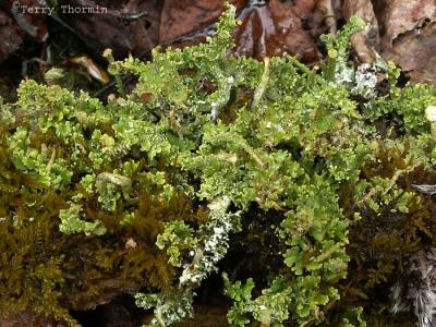 Cladonia sp. - Club Lichen.jpg