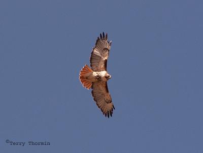 Red-tailed Hawk in flight 1.JPG