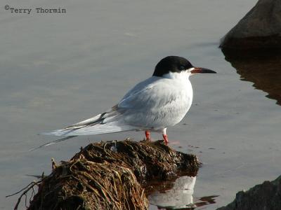 Forsters Tern 1.jpg