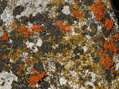 Mixed Lichens on rock 2.jpg