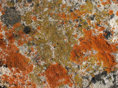 Mixed Lichens on rock 4.jpg