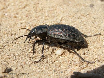 Ground Beetles - Carabidae