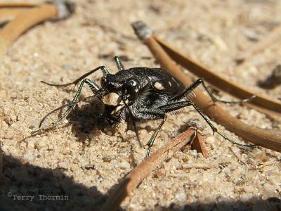 Cicindela longilabris - Long-lipped Tiger Beetle.jpg