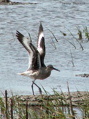 Willet with wings raised 1.jpg